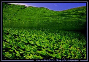 Photo session in a small Canal not far from home... Que d... by Michel Lonfat 